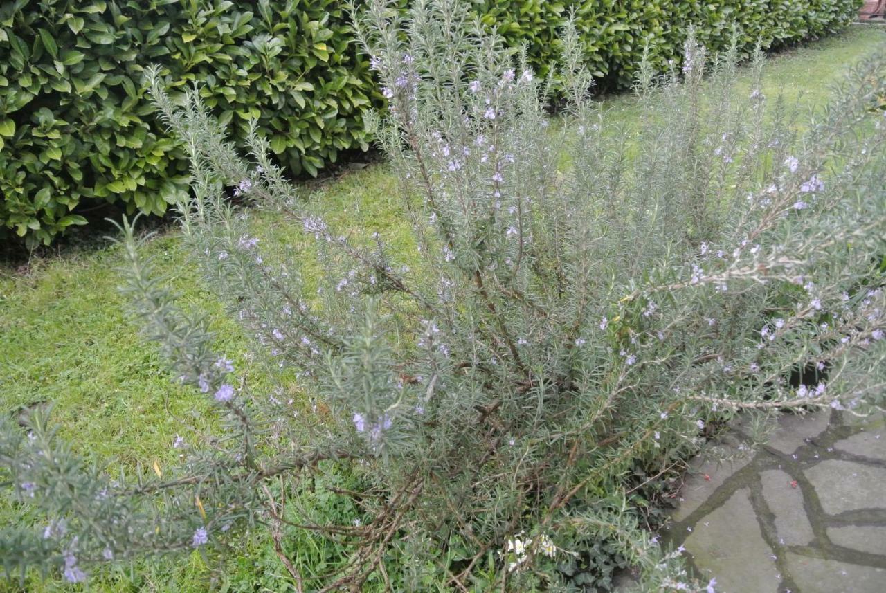 B&B La Damigiana Fioi Piano di Follo エクステリア 写真